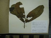 Herbarium sample